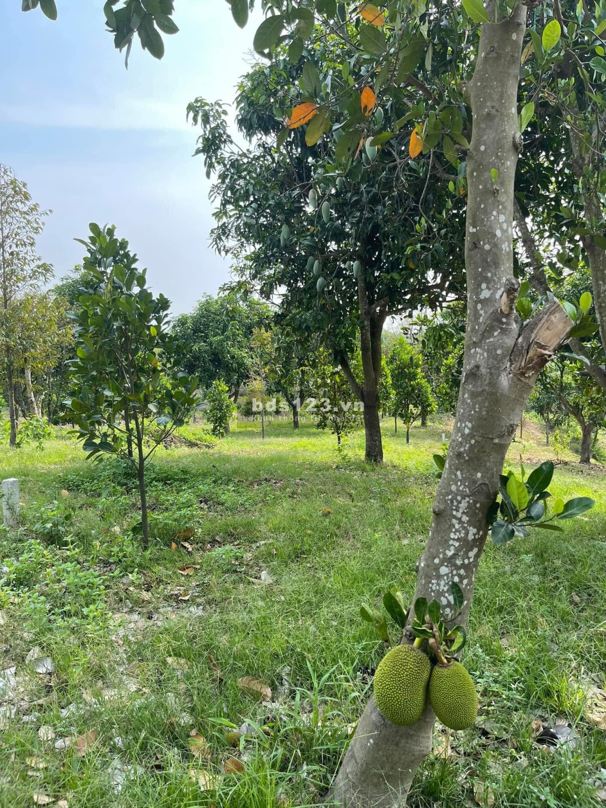 Bán gấp vườn mít 1300m2 giá 430 triệu