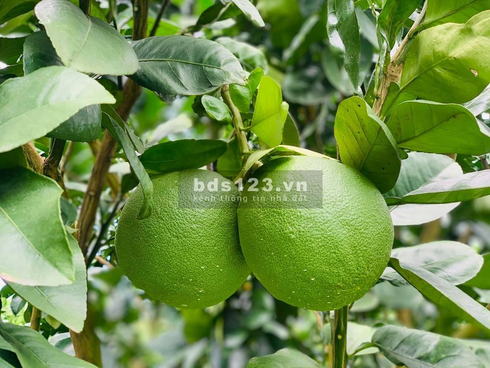 Bán vườn bưởi 350 triệu/1000m2
