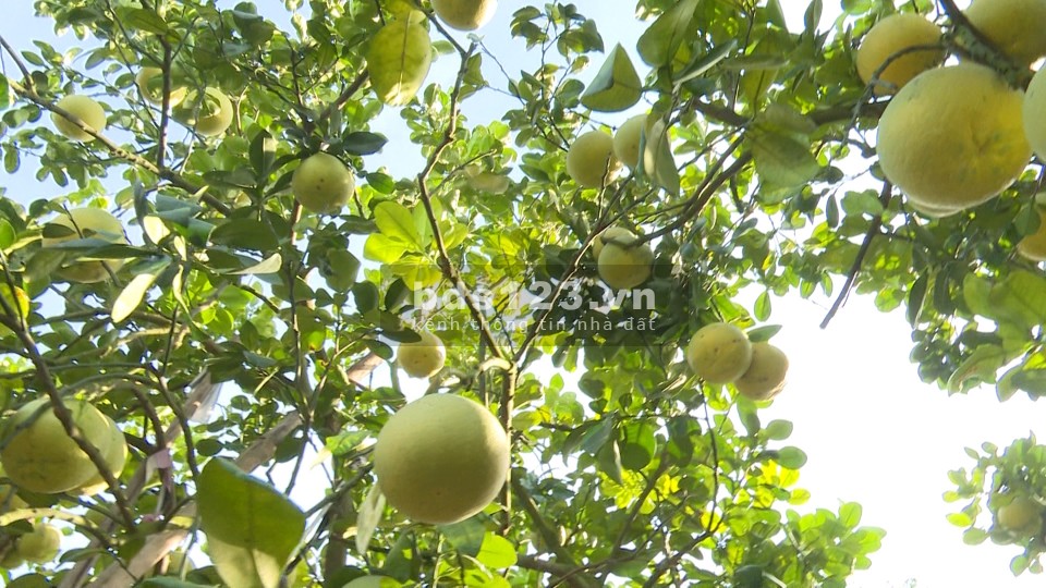 Bán vườn bưởi 350 triệu/1000m2