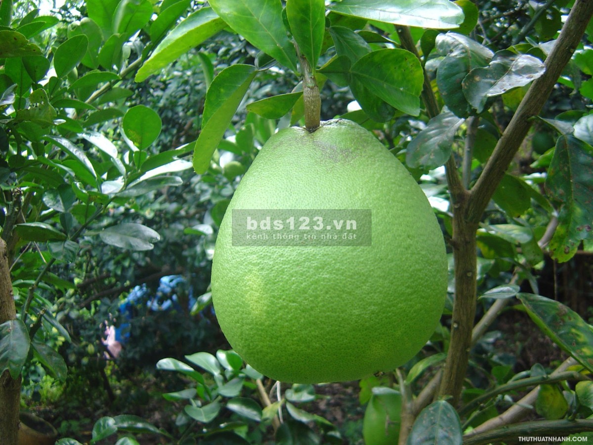 Bán vườn bưởi 350 triệu/1000m2