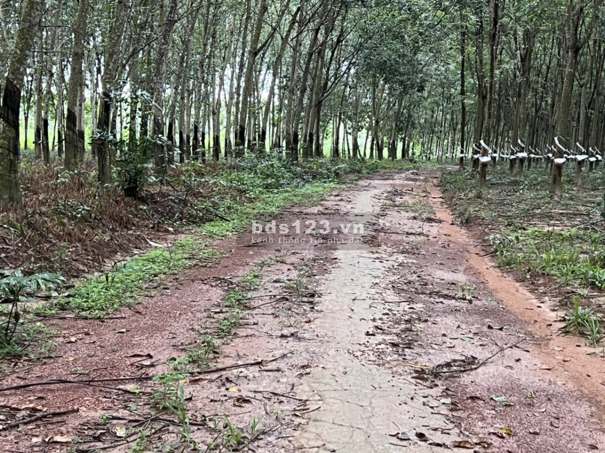 Bán đất 1,4 ha tại Bắc Tân Uyên Bình Dương