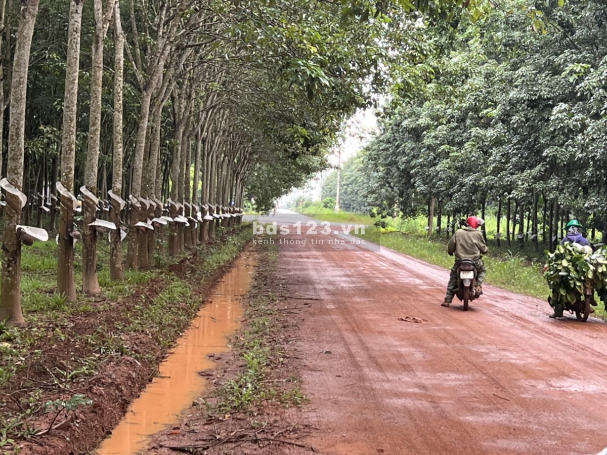 Bán đất 1,4 ha tại Bắc Tân Uyên Bình Dương