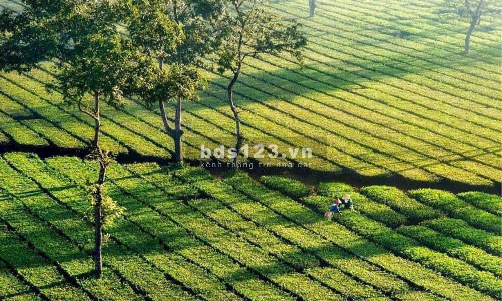 Chính chủ thổ cư vilage Biển Hồ TPPleiku chỉ 800 triệu