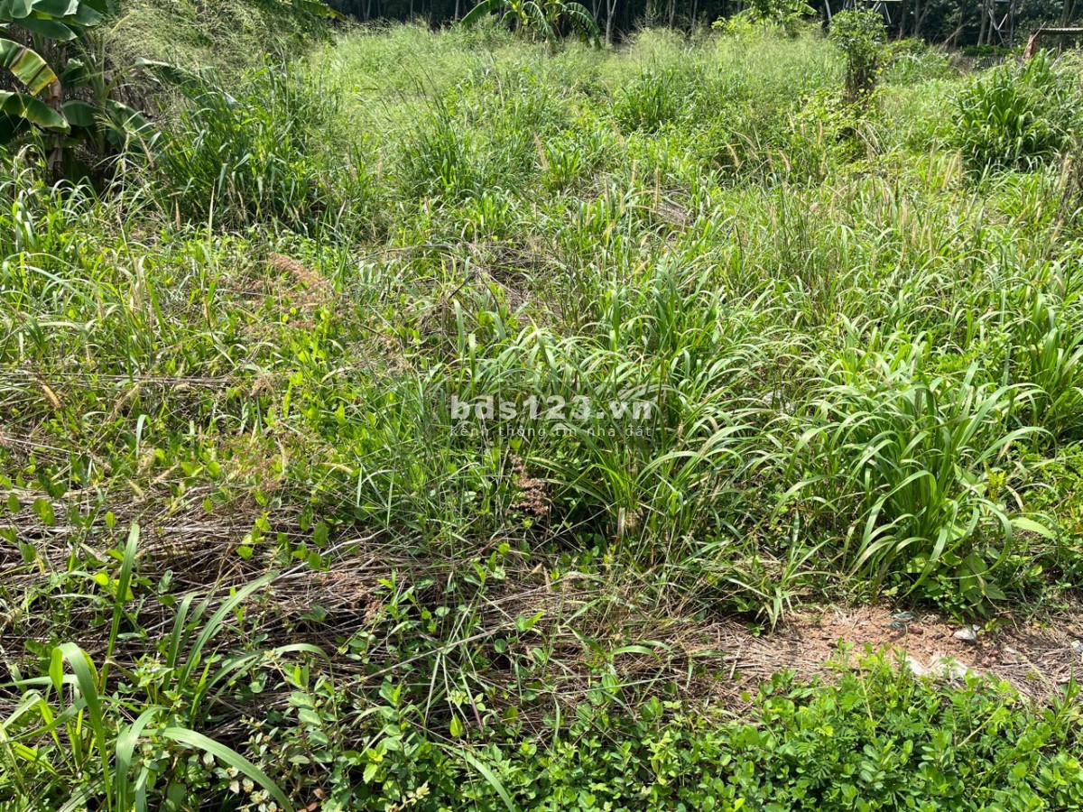 Tôi đang kẹt vốn cần bán gấp 215m2 đất thổ cư ở Bầu Bàng