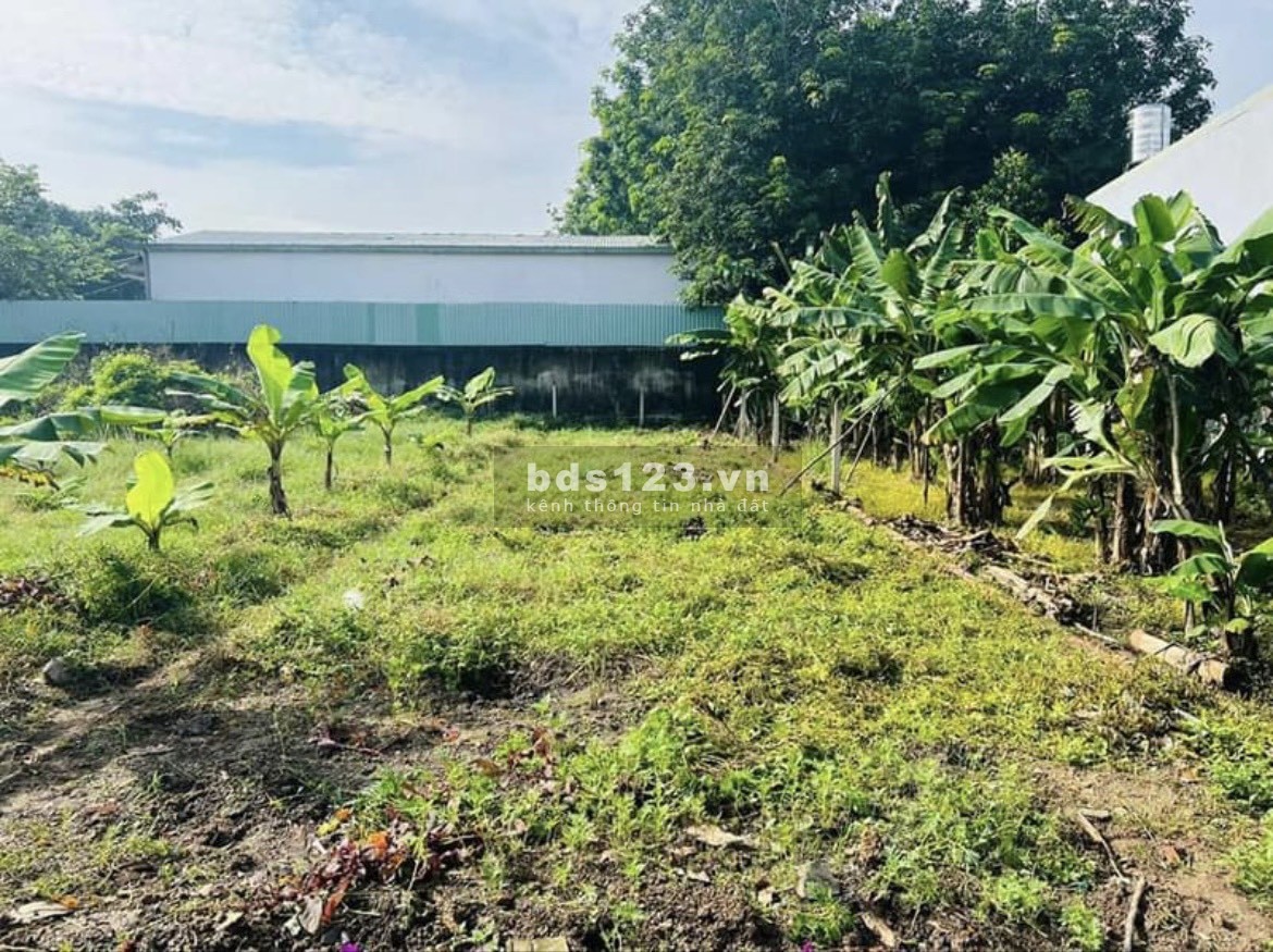 Cần ra gấp lô đất ngay thị trấn Củ Chi 133m2 full thổ cư đường 12m