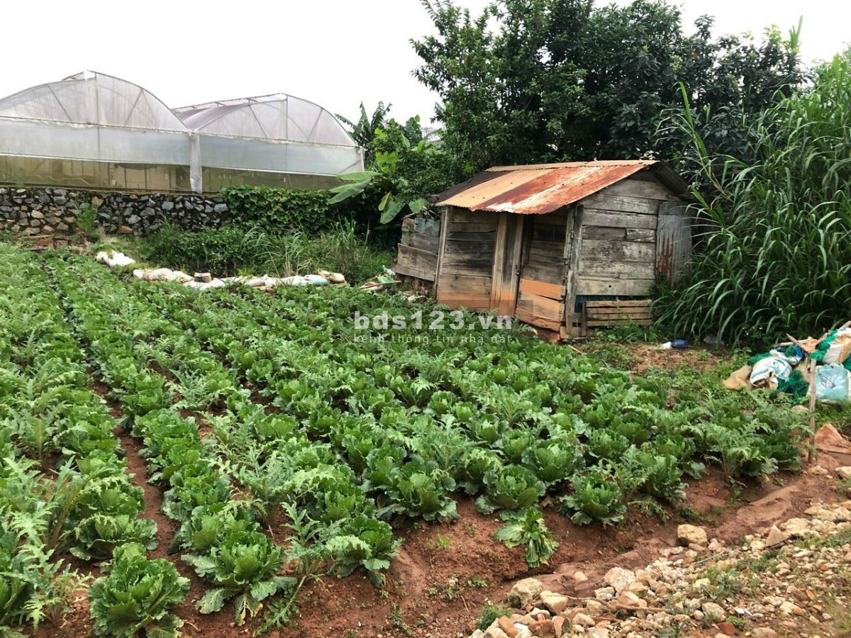 Bán đất mặt tiền chính chủ phường 12, TP Đà Lạt
