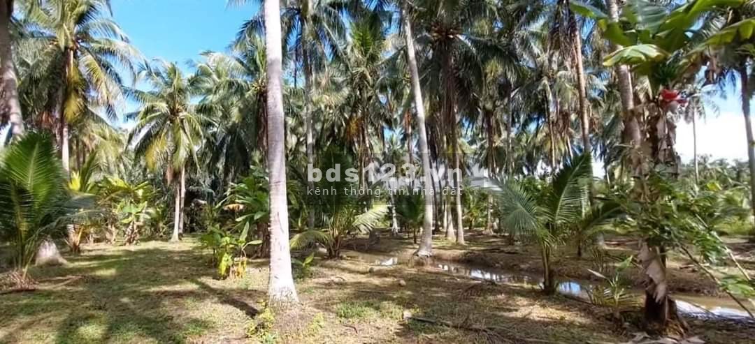 Cần bán gấp lô đất vườn Mỏ Cày Nam, Bến Tre