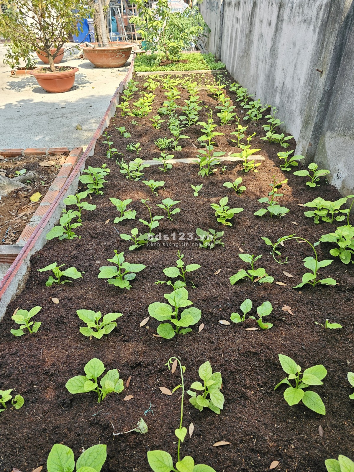 Cho thuê lô đất 250m2, 7 Triệu tại đường Tam Bình, phường Hiệp Bình Chánh, Thủ Đức