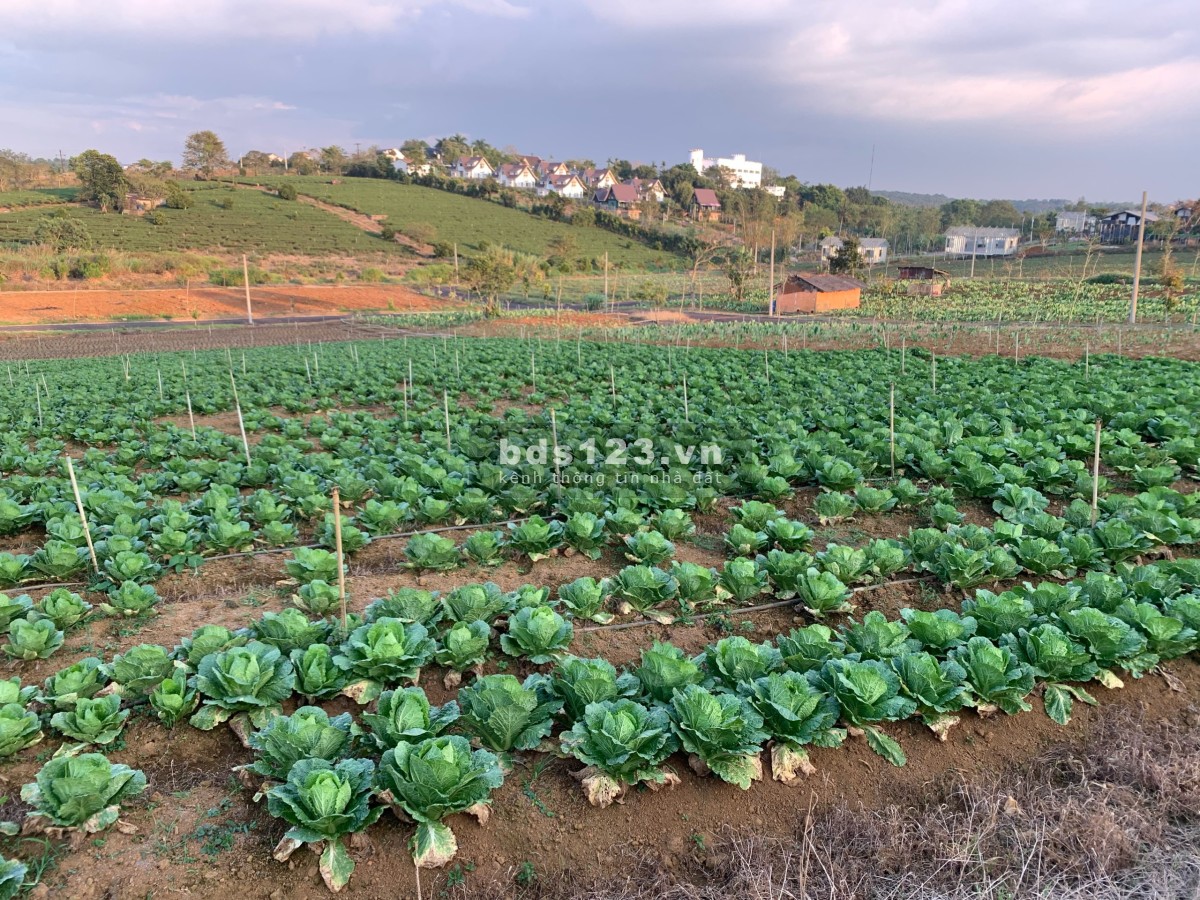 Đất vàng Bảo Lộc bất động sản tiềm năng sinh lợi nhuận cho nhà đầu tư lên đến 18%.