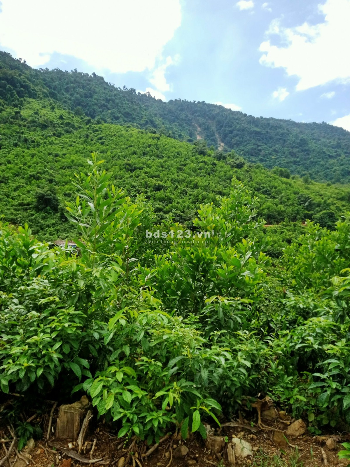 Bán 9.5HA đất rẫy tại xã Hòa Bắc, Đà Nẵng, 4.9 tỷ thương lượng