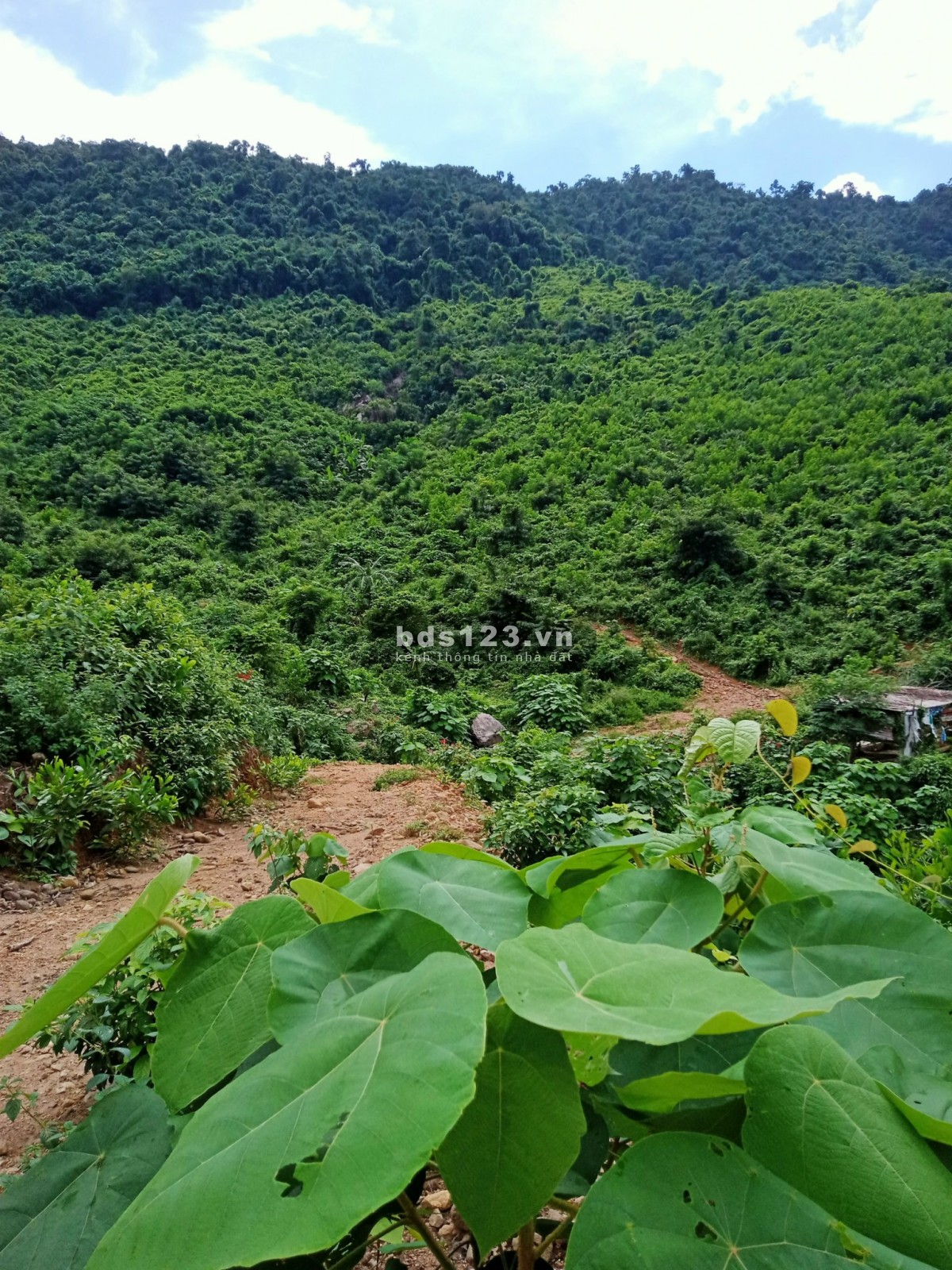 Bán 9.5HA đất rẫy tại xã Hòa Bắc, Đà Nẵng, 4.9 tỷ thương lượng