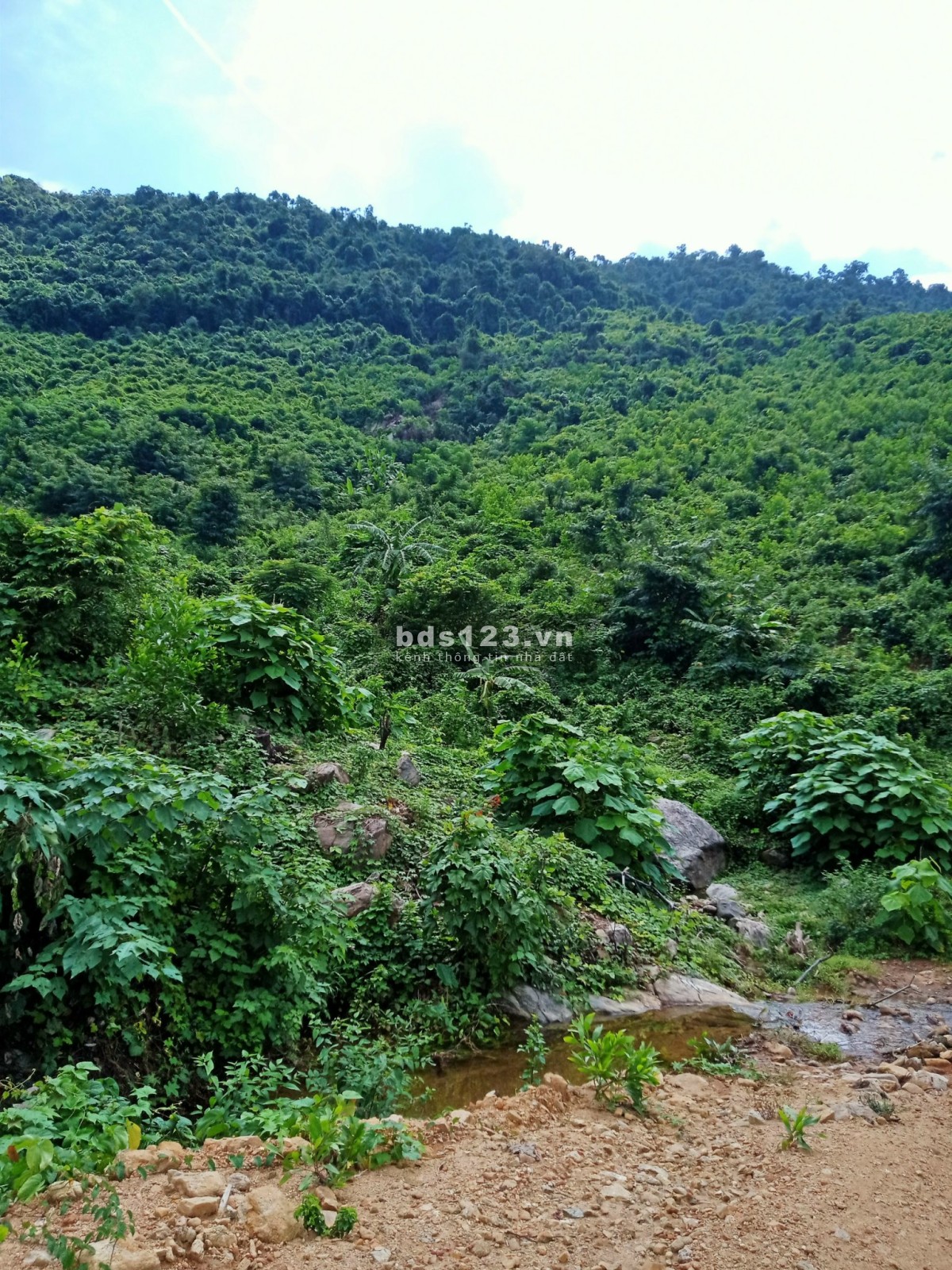 Bán 9.5HA đất rẫy tại xã Hòa Bắc, Đà Nẵng, 4.9 tỷ thương lượng