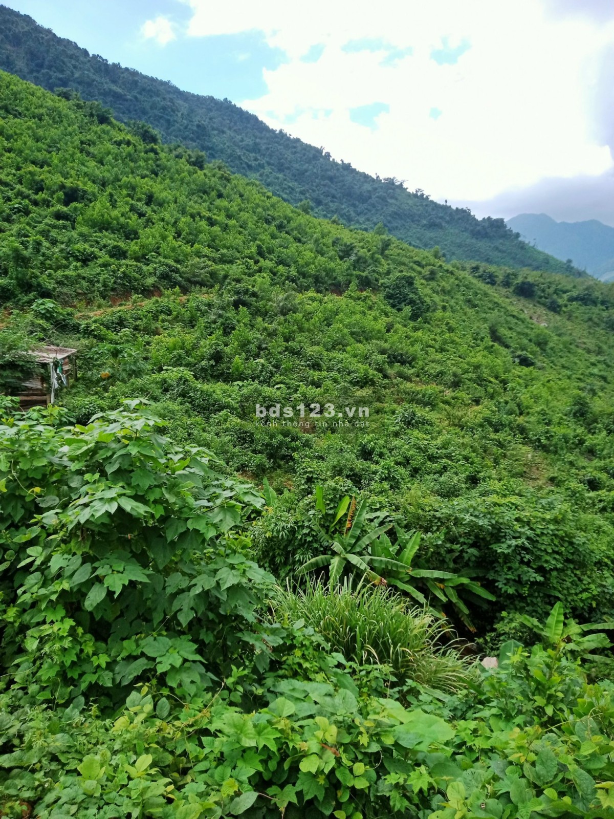 Bán 9.5HA đất rẫy tại xã Hòa Bắc, Đà Nẵng, 4.9 tỷ thương lượng