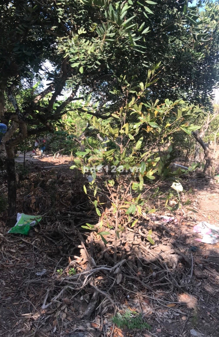 Bán 3 công đất nền CLN có thổ và nhà tại MT đường DT862 biển Tân Thành Gò Công Đông Tiền Giang, SHR