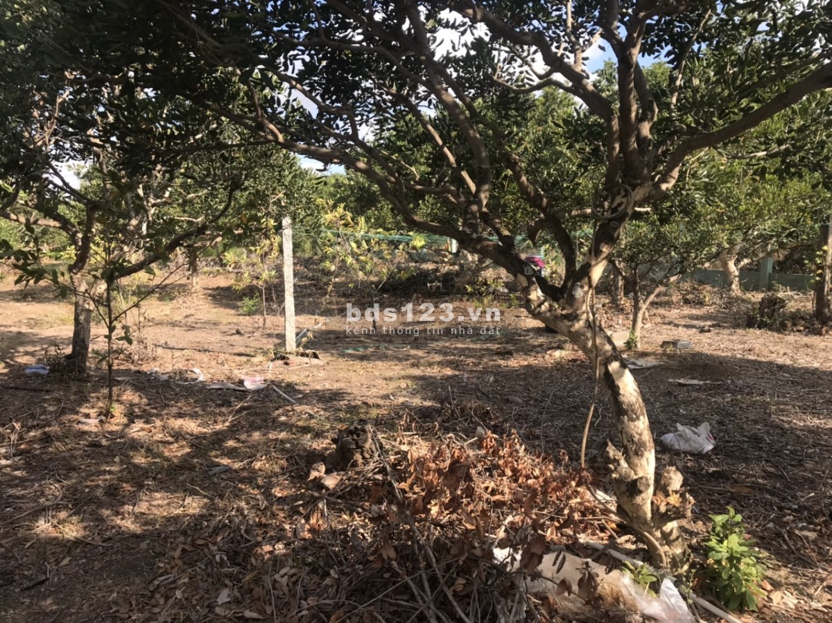 Bán 3 công đất nền CLN có thổ và nhà tại MT đường DT862 biển Tân Thành Gò Công Đông Tiền Giang, SHR