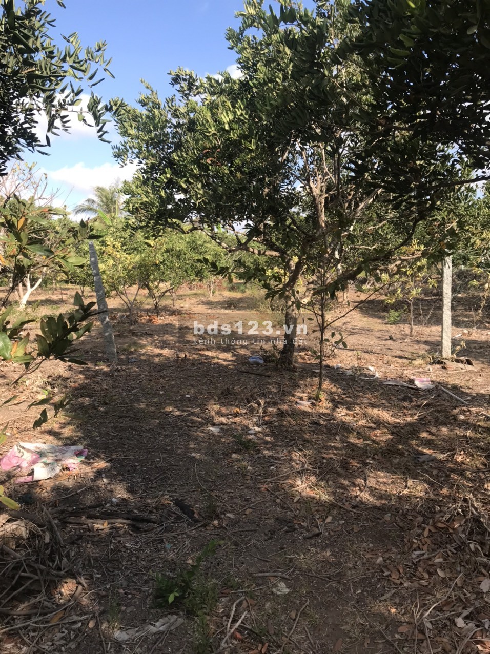 Bán 3 công đất nền CLN có thổ và nhà tại MT đường DT862 biển Tân Thành Gò Công Đông Tiền Giang, SHR