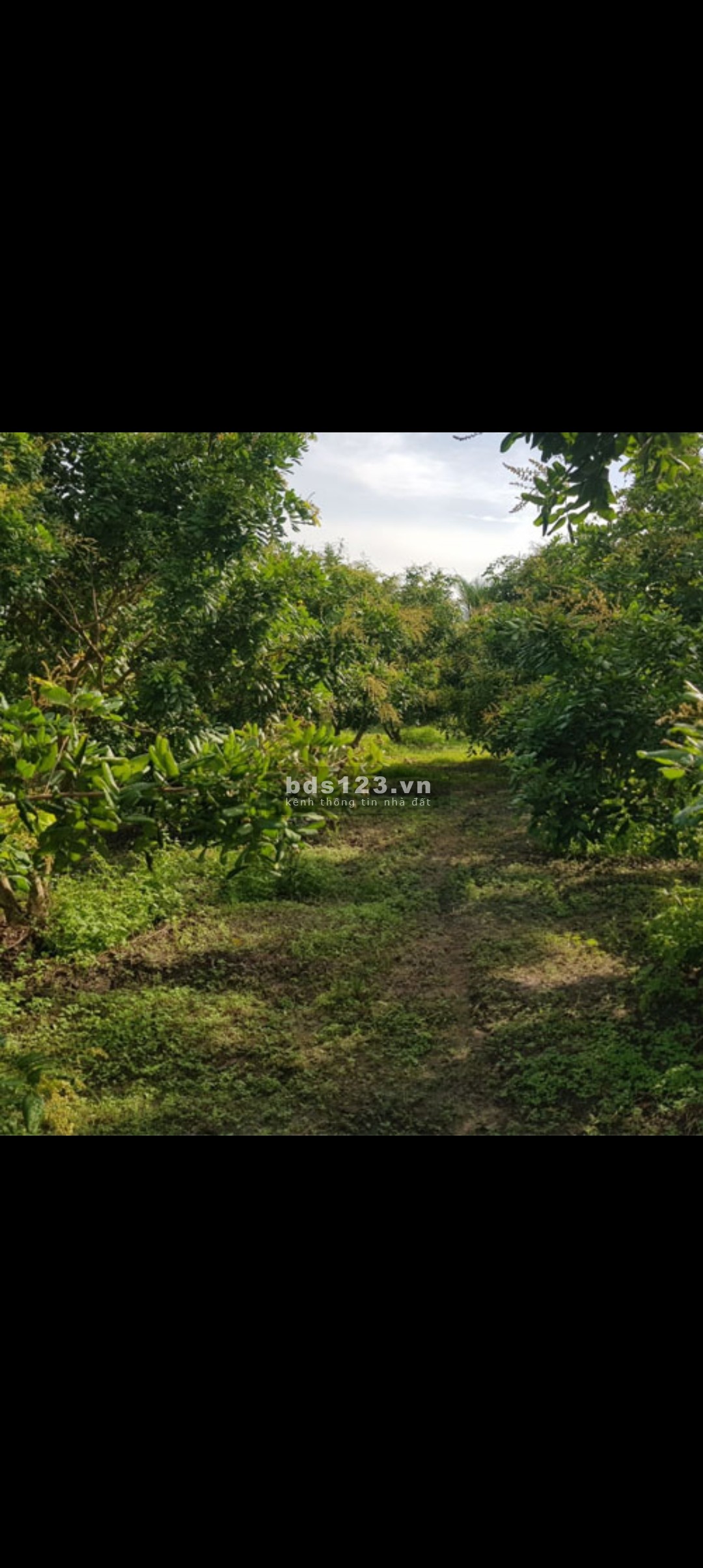 Bán 12.900m2 đất MT đường tỉnh DT862 biển Tân Thành, Gò Công Đông, Tiền Giang. Giá 1,5tr/m2 SHR