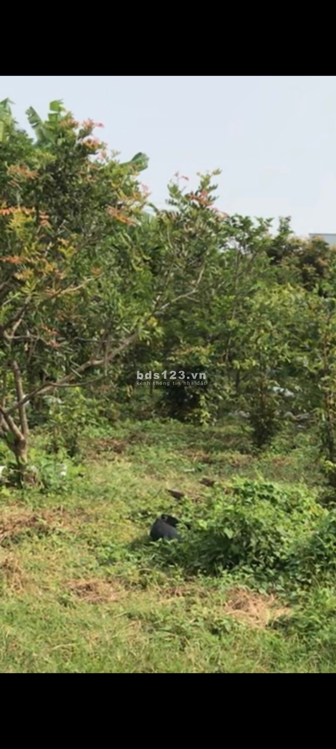 Bán 12.900m2 đất MT đường tỉnh DT862 biển Tân Thành, Gò Công Đông, Tiền Giang. Giá 1,5tr/m2 SHR