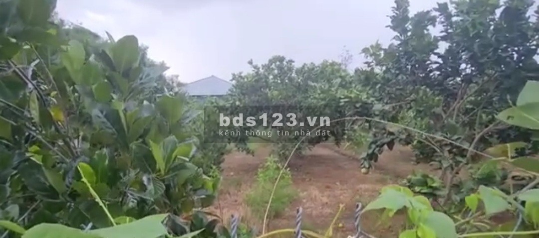 Bán 2.616m2 đất nền tại Gò Công Đông Tiền Giang, tiện phân lô, làm nhà vườn, giá 1,1tr/m2 sổ riêng