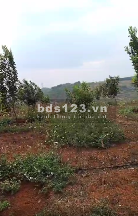 Tổng diện tích là 3.100m vuông, mảnh đất ngang 35, dài 90, có 2 cái nhà xây hơn 1 năm rất đẹp