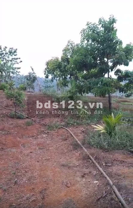 Tổng diện tích là 3.100m vuông, mảnh đất ngang 35, dài 90, có 2 cái nhà xây hơn 1 năm rất đẹp