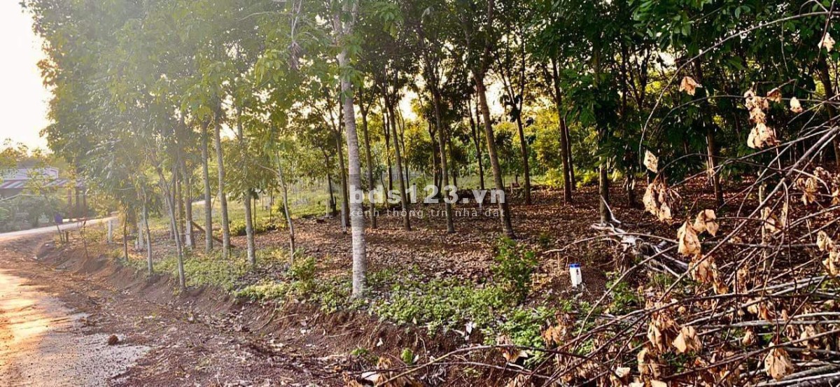 Chính chủ bán lỗ đất đang trồng tràm 2000m2 giá 260 triệu gần biển Quảng Ngãi