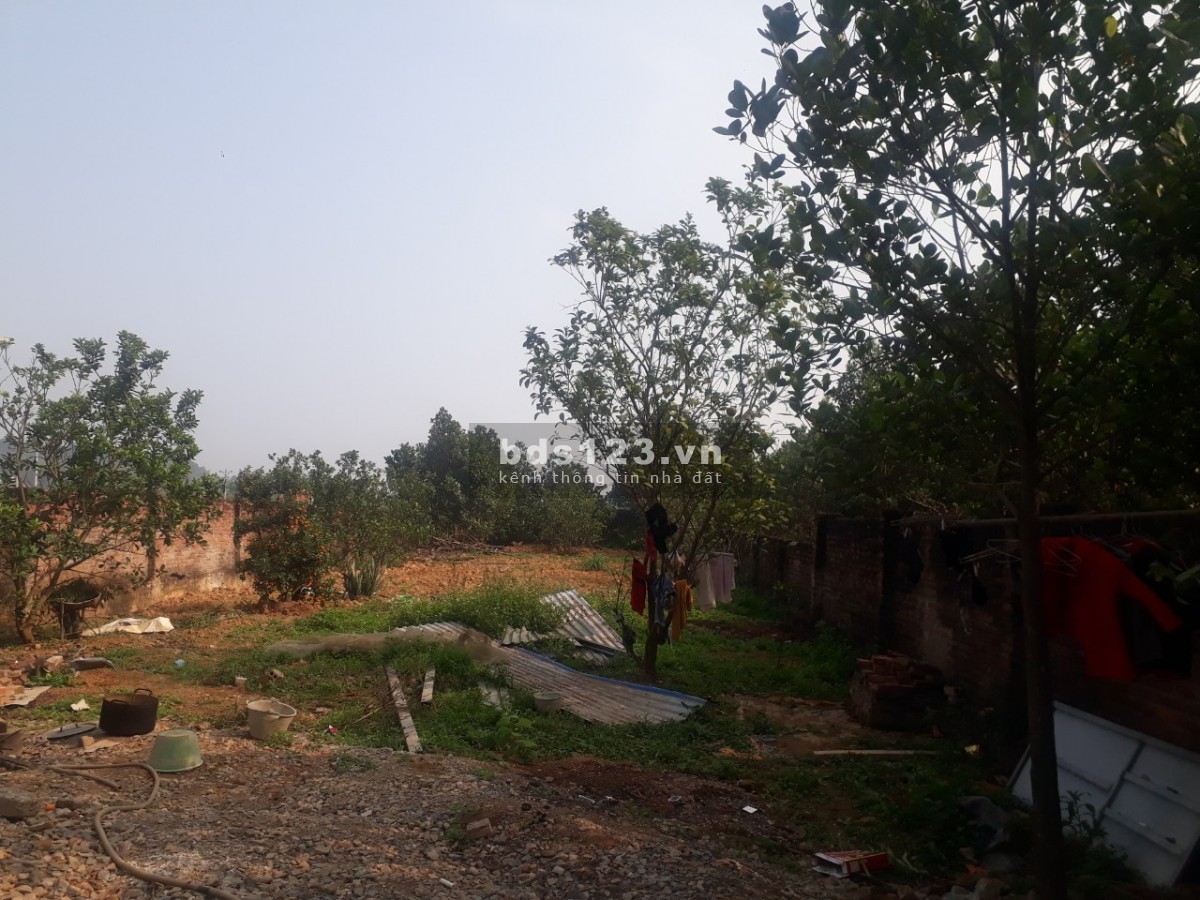 Chính chủ cho thuê đất canh tác rau xanh Chương Mỹ Hà Nội 600m2 giá thỏa thuận
