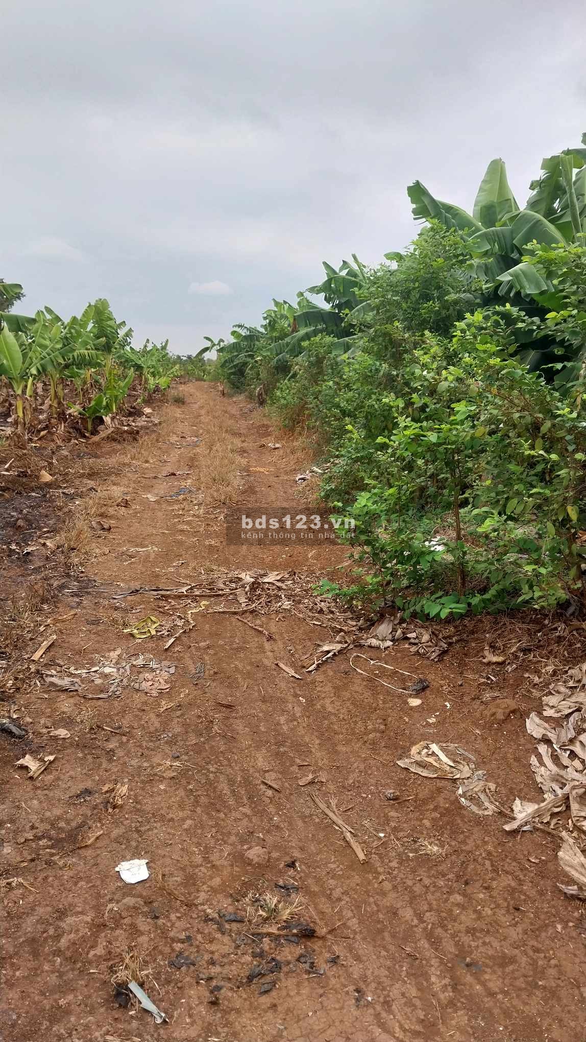 Cần bán gấp 6 sào Sông Trầu Trảng Bom, Đồng Nai, giá 350 triệu/ sòa