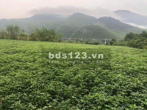 Bán đất trồng cây 3500m Hoà Bắc - Liên Chiểu