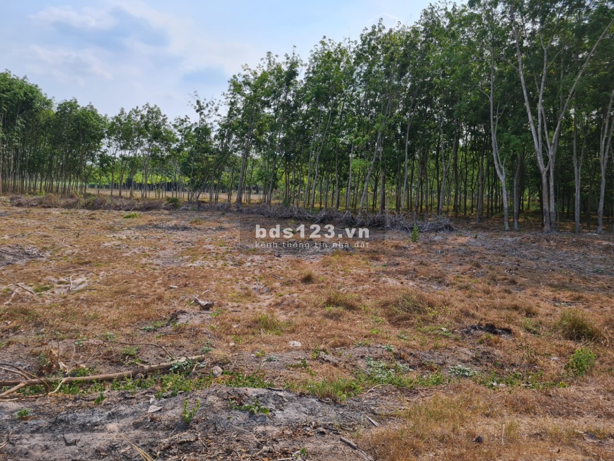 Bán đất nông nghiệp mặt tiền đường Lộc Bình, Đức Hòa, Long An