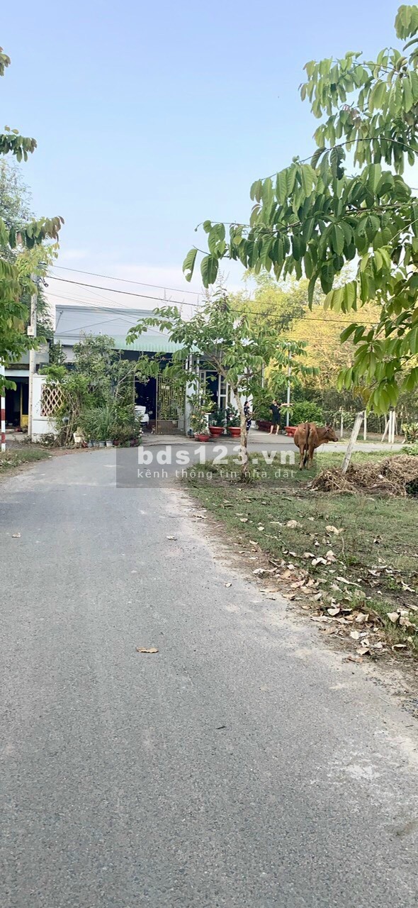Cắt lỗ nặng 100m full thổ 5x20 đường 1/Nguyễn Thị Lắng vào 500m, Tân Phú Trung, Củ chi1ty250