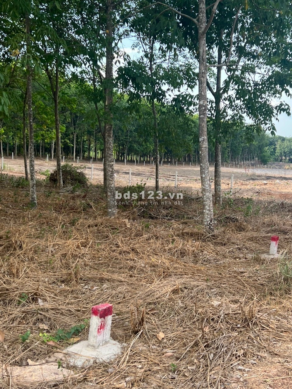 Cần bán 3 nền Minh Thạnh, Dầu Tiếng giá 310tr/ nền Lh:0384329615