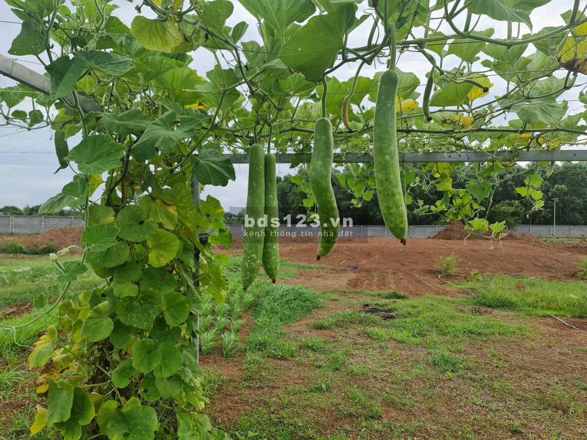 Cần bán 1,2ha đất Long Tân ngay hồ Suối Môn