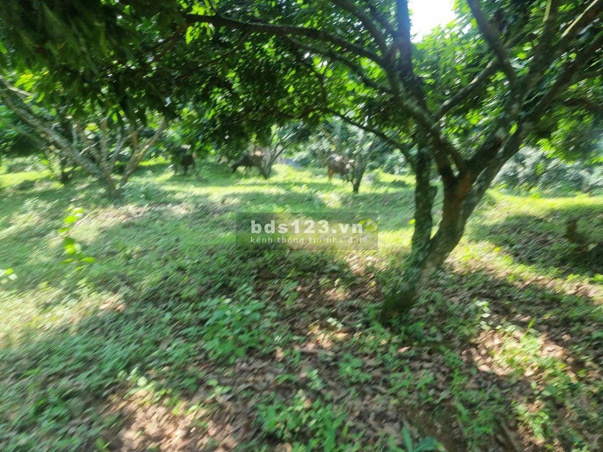 Cần bán nhanh 4056,2m2 đất thổ cư tại Kim Bôi, Hòa Bình