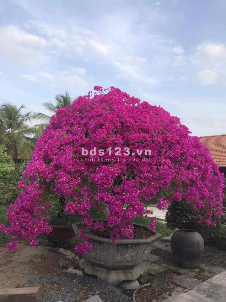 Chủ ngộp giảm 300tr bán gấp nhà liền kề mặt tiền đường 25m dự án chuẩn chỉnh đã có sổ tại Bàu Bàng