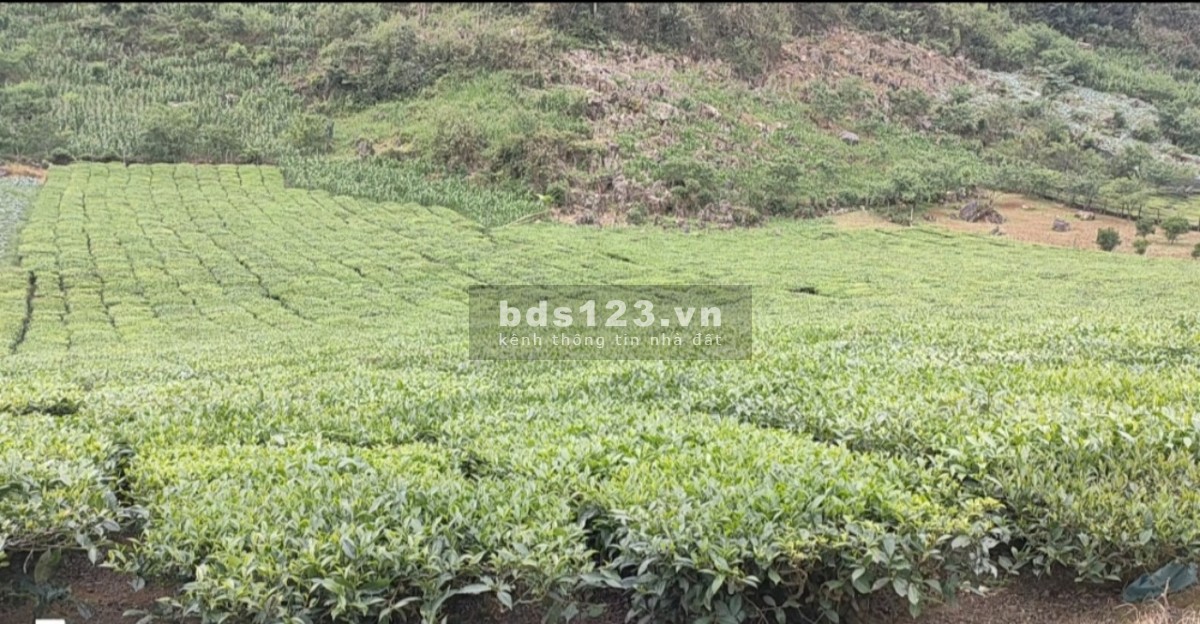 Bán 3300 m² Đất Đường Đôi Vân Hồ, Mộc Châu - Vị Trí Đắc Địa, Tiềm Năng Phát Triển Du Lịch