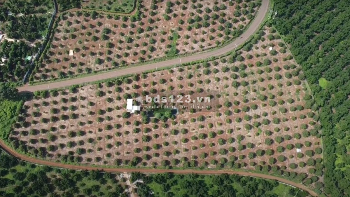 Kèo ngon 3000m² Vườn Sầu chỉ 500 Triệu!