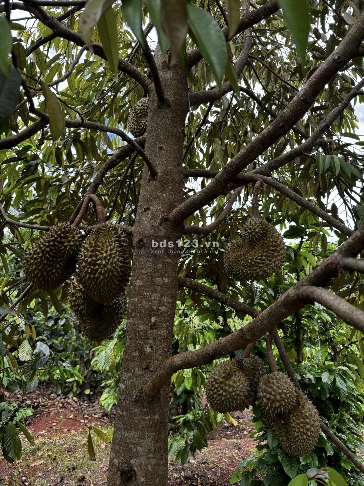 Chính Chủ Cần Bán 2 Lô Đất Sau Trung Tâm Hành Chính Huyện Chư Pưh