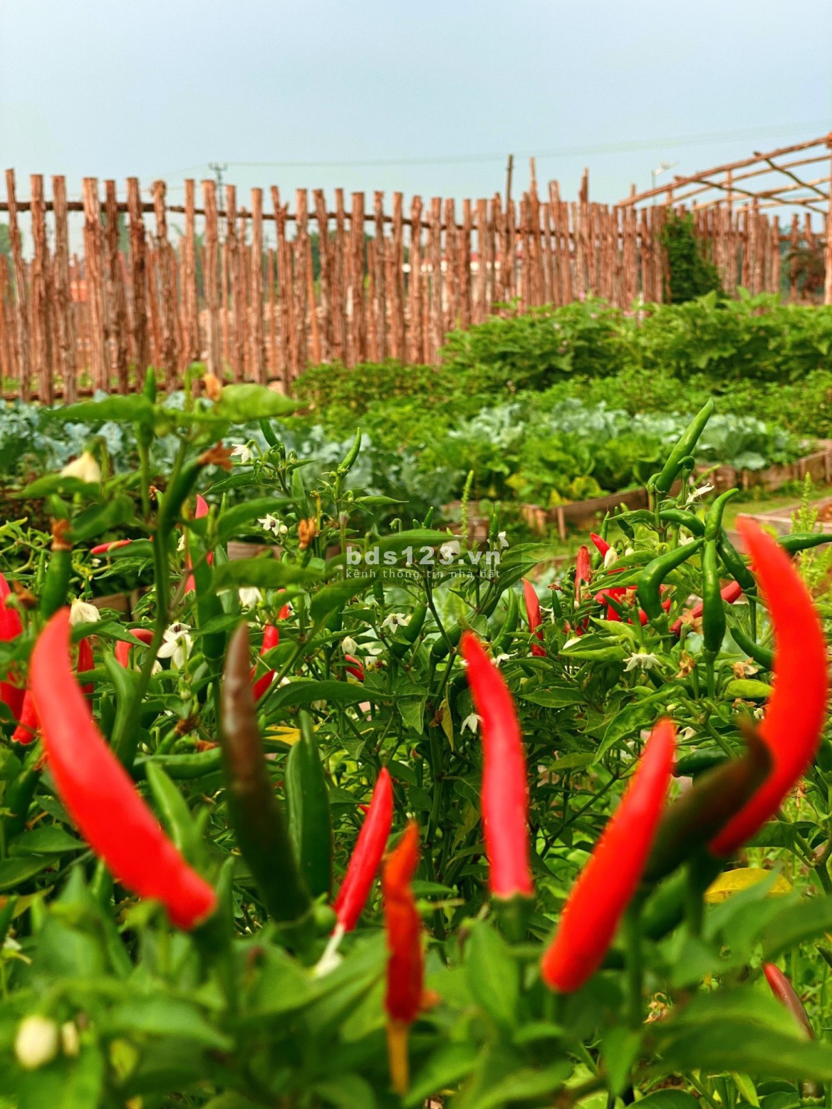 Bigsea Group chính thức ra mắt hệ sinh thái - village