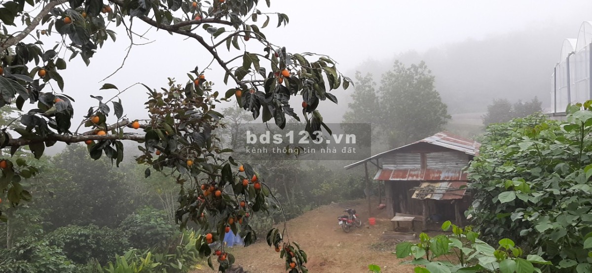 Chính chủ cần bán đất trồng cafe khu vực xuân trường gần chợ cầu đất