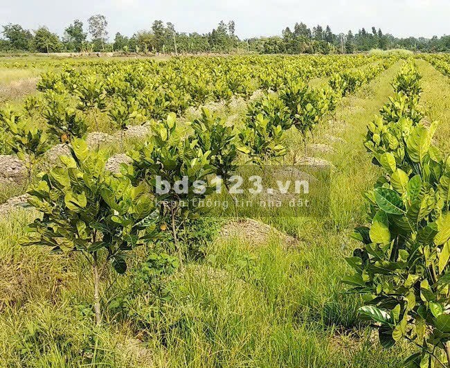 Cần bán đất nền sổ sẵn Minh Thành, Chơn Thành, Bình Phước, tặng kèm vườn mít thái ruột đỏ