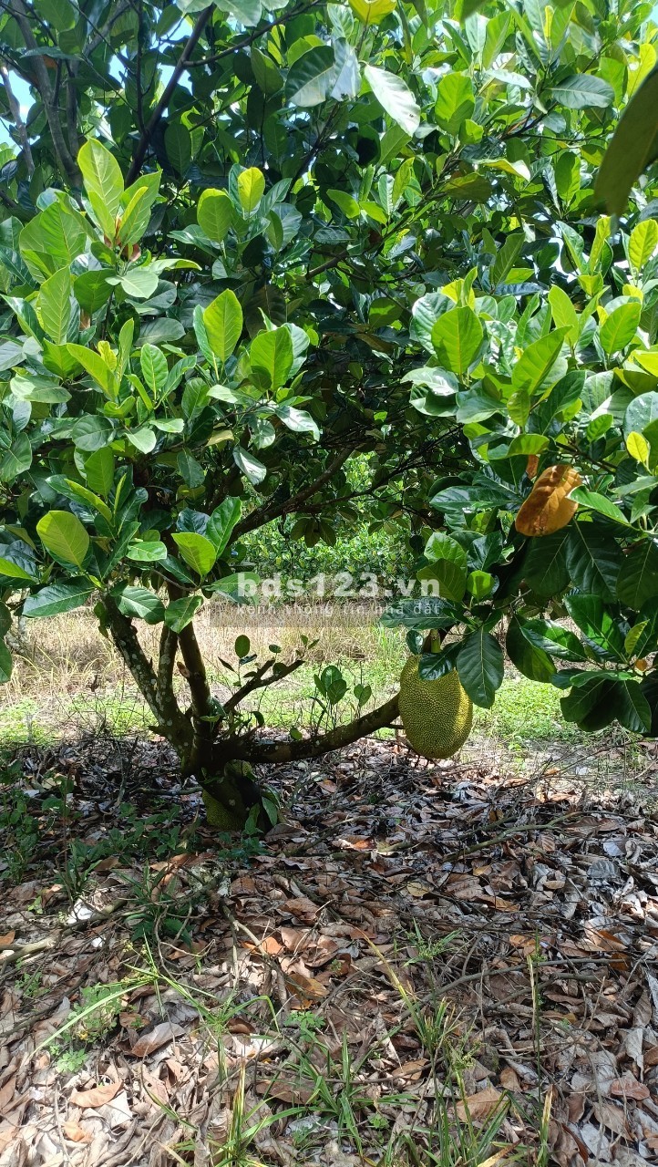 Chính chủ cần bán gấp lô đất QL13 Minh Thành giá 3xxtr