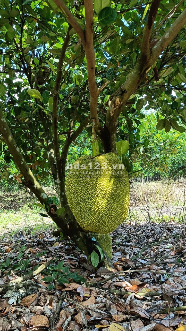 Chính chủ cần bán gấp lô đất QL13 Minh Thành giá 3xxtr