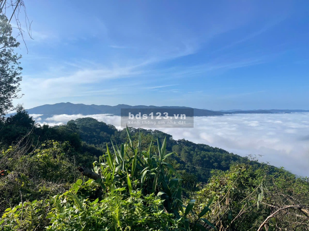 Bán gấp nhà view mây Tp. Đà Lạt, full thổ cư 341m² (thực tế hơn 500m²)