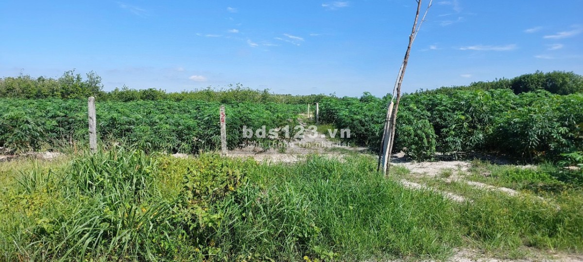 Cần bán mảnh vườn 4500m2 Dầu Tiếng -Bình Dương giá chỉ 1,4 tỷ