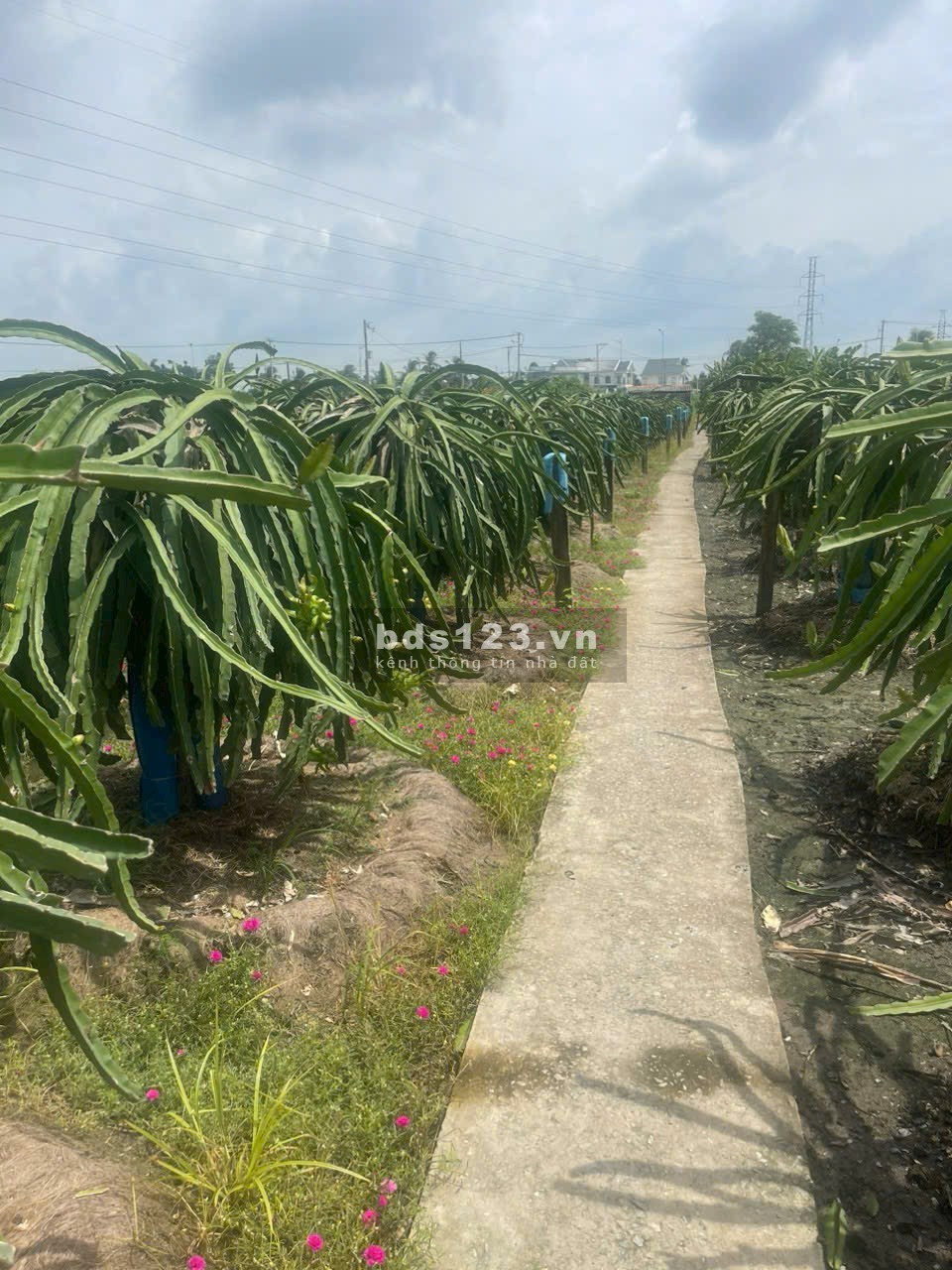 Chính chủ cần bán đất lúa hẻm đường Vành đai TP Tân An tỉnh Long An