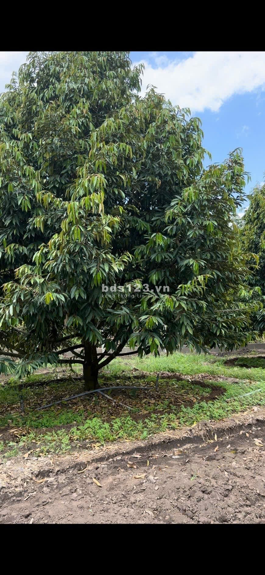Cần bán mảnh vườn sầu riêng 3095m2 mặt đường nhựa Bình Dương giá rẻ
