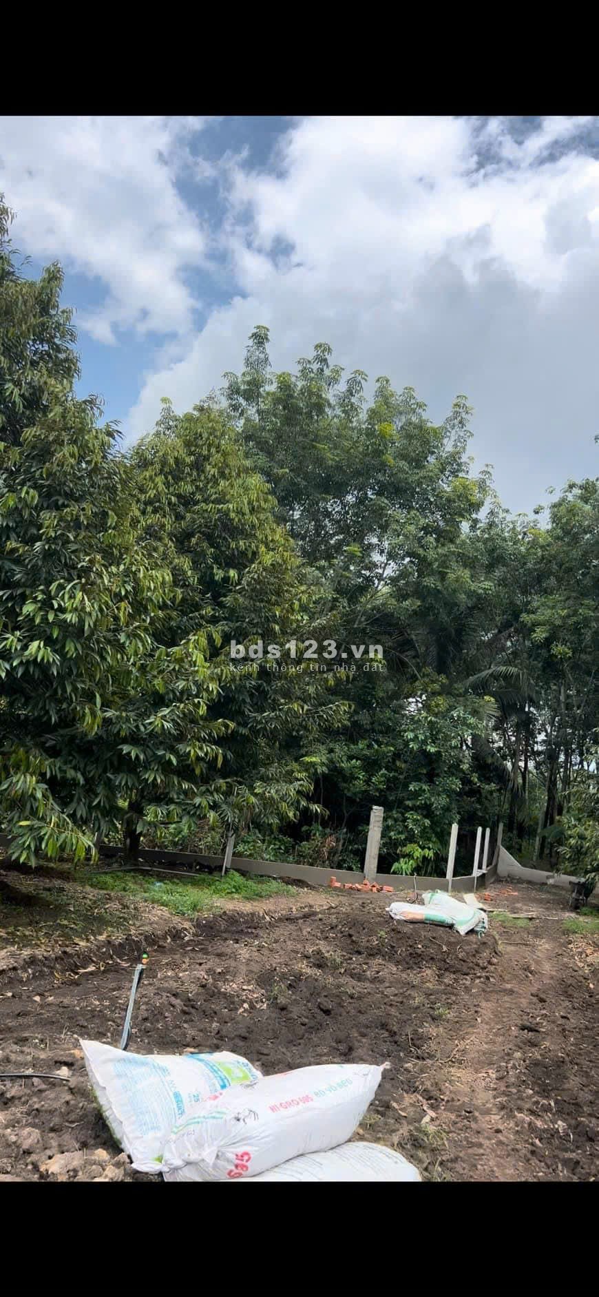 Cần bán mảnh vườn sầu riêng 3095m2 mặt đường nhựa Bình Dương giá rẻ