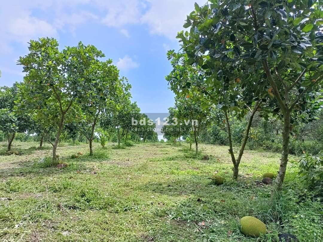 Đất nhà vườn 1000m2 chỉ từ 750 triệu tại Thống Nhất, Đồng Nai