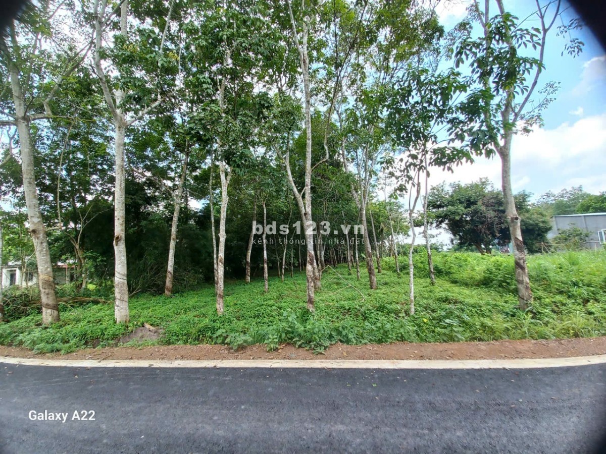 Đất CLN Chính Chủ giáp KCN tại Long Hòa, Dầu Tiếng, Bình Dương